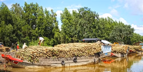 Người dân ở Cà Mau thu hoạch cây keo lai