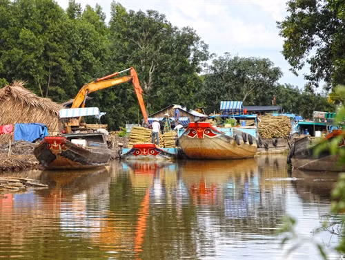 Nông hộ trồng rừng tại huyện U Minh thu hoạch cây keo lai.