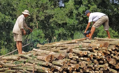 Người dân trồng keo lai lo ngại về đầu ra cho loại cây này