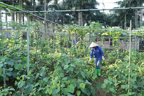 Mô hình nuôi giun quế tại Trang trại Hoa Viên. Ảnh: Hoàng Hà Giun quế có thể dùng làm thức ăn bổ dưỡng cho gia súc, gia cầm; phân của trùn quế được xem là nguồn phân sạch, làm phân bón rất tốt cho cây trồng… Ảnh: Hoàng Hà Trang trại Hoa Viên hiện có nhiều loại rau như: rau ngót, rau cải các loại, hoa thiên lý, rau muống, rau lang, rau dền, mướp hương, bầu bí, su hào... Ảnh: Hoàng Hà