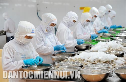 Công đoạn sơ chế tôm xuất khẩu tại Công ty cổ phần chế biến thủy sản và xuất nhập khẩu Cà Mau (Camimex) trên địa bàn thành phố Cà Mau. Ảnh: Phúc Thanh