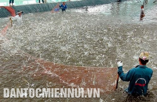 Thu hoạch tôm tại một hộ gia đình nuôi tôm siêu thâm canh ở xã Hòa Mỹ, huyện Cái Nước. Ảnh: Phúc Thanh