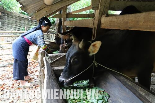 Bà Lý Thị Bôn ở xóm Khuổi Khon, xã Kim Cúc chăn nuôi bò thịt cho thu nhập cao. Ảnh: An Thành Đạt
