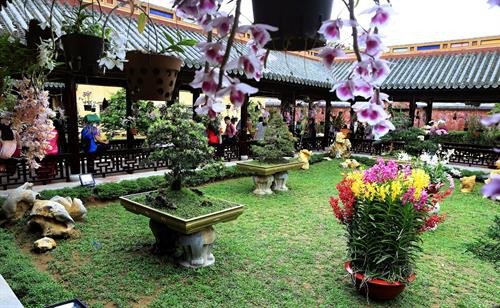 Một cây lan rực rỡ khoe sắc trong không gian trưng bày “Phong lan và cây cảnh ba miền” – Đại Nội Huế. Ảnh: Hoàng Hùng -TTXVN