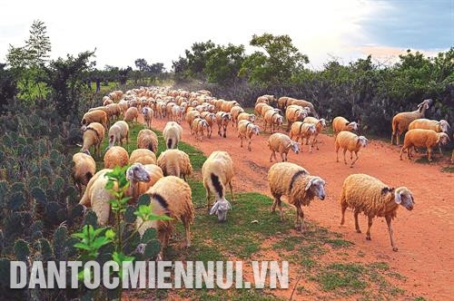 Cừu thường sống theo đàn, kiếm ăn theo đàn nên dễ dàng chăm sóc, quản lý