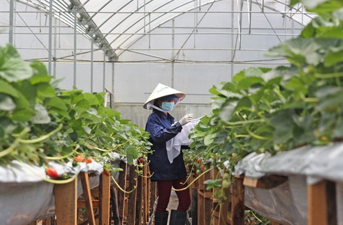 Thu hoạch dâu tây chất lượng cao được trồng trong nhà kính tại trang trại Langbiang Farm. Thu hoạch dâu tây chất lượng cao được trồng trong nhà kính tại trang trại Langbiang Farm.