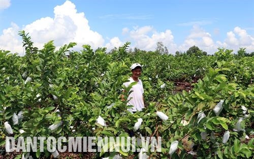 Để nâng cao giá trị sản phẩm, anh Huỳnh Việt Trung đã đăng ký tem nhãn cho sản phẩm ổi của mình với thương hiệu Trung Liễu. Ảnh: Trung Hiếu Sau nhiều năm cần cù, chịu khó, anh Huỳnh Việt Trung hiện có 3 ha ổi sạch giống Đài Loan, cho thu nhập trên 100 triệu đồng/vụ. Ảnh: Trung Hiếu