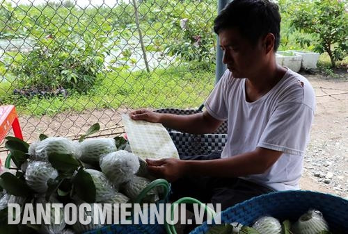 Để nâng cao giá trị sản phẩm, anh Huỳnh Việt Trung đã đăng ký tem nhãn cho sản phẩm ổi của mình với thương hiệu Trung Liễu. Ảnh: Trung Hiếu Sau nhiều năm cần cù, chịu khó, anh Huỳnh Việt Trung hiện có 3 ha ổi sạch giống Đài Loan, cho thu nhập trên 100 triệu đồng/vụ. Ảnh: Trung Hiếu