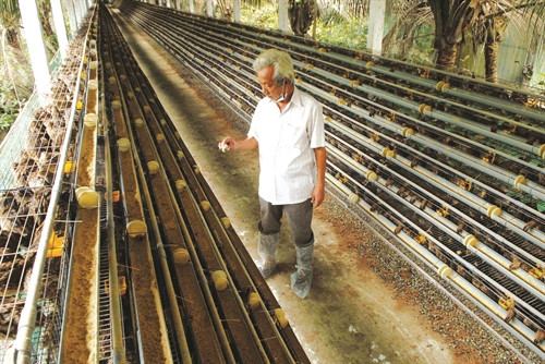 Chuồng chim được làm bằng lưới. Khi nuôi nhiều thì chồng các chuồng lên nhau.