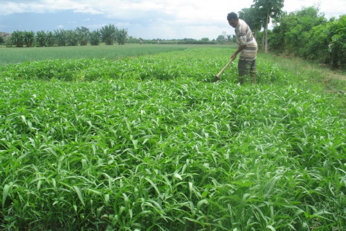 Người dân trồng rau màu trên đất lúa giúp giảm đáng kể lượng nước tưới. Người dân trồng rau màu trên đất lúa giúp giảm đáng kể lượng nước tưới.