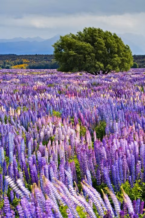 Vào khoảng cuối tháng 11, cả vườn quốc gia Fiordland được nhuộm tím màu hoa Russell lupin. Đây cũng là một trong những địa danh thu hút du khách nhất của New Zealand. Ảnh: Esquire.