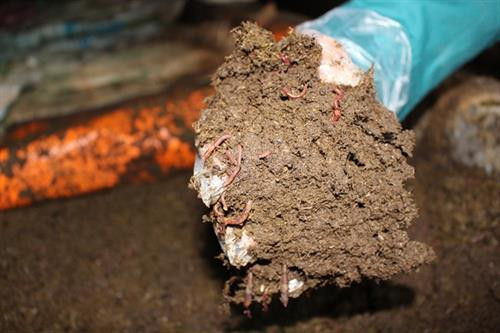 Giun quế được gia đình ông nuôi. Ảnh : nongnghiep.vn Giun quế được gia đình ông nuôi. Ảnh : nongnghiep.vn