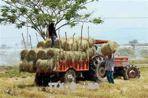 Ninh Thuận chủ động dự trữ thức ăn phục vụ gia súc mùa hạn. Ảnh : Thành Công Thử - TTXVN Ninh Thuận chủ động dự trữ thức ăn phục vụ gia súc mùa hạn. Ảnh : Thành Công Thử - TTXVN