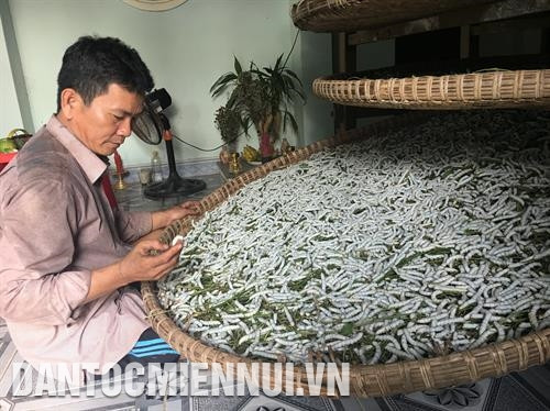 Được nuôi đúng kỹ thuật, những nong tằm của người dân ở Nông Sơn đều phát triển tốt, cho năng suất cao. Ảnh: Nguyễn Hoàng