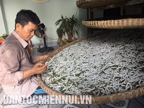 Được nuôi đúng kỹ thuật, những nong tằm của người dân ở Nông Sơn đều phát triển tốt, cho năng suất cao. Ảnh: Nguyễn Hoàng
