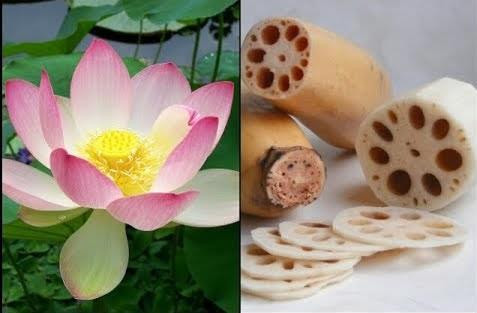 Củ sen (rễ sen) là vị thuốc hạ huyết áp, trị chảy máu dạ dày và nhiều căn bệnh khác Củ sen (rễ sen) là vị thuốc hạ huyết áp, trị chảy máu dạ dày và nhiều căn bệnh khác