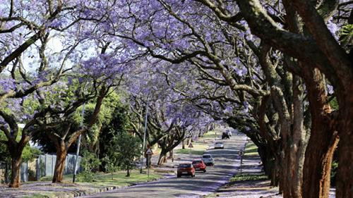 Hoa phượng nhuộm màu tím biếc, hương thơm ngào ngạt lan tỏa khắp các thành phố của Nam Phi. Hoa phượng nhuộm màu tím biếc, hương thơm ngào ngạt lan tỏa khắp các thành phố của Nam Phi.