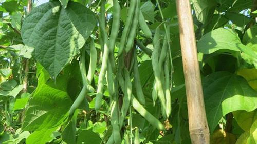 Đậu cô ve leo có thể trồng 2 vụ trong năm. Ảnh :nhanong.com.vn