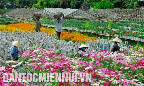 Trồng hoa kiểng ở thành phố Sa Đéc (Đồng Tháp) là một trong những nghề được bảo tồn và phát huy giá trị trong những năm tới đây. Ảnh: Vũ Minh Hiếu - DTMN