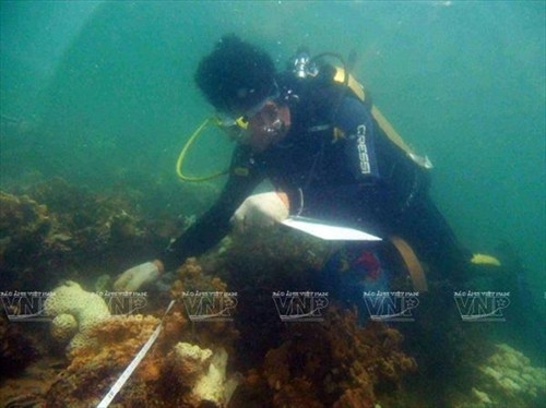 Nghiên cứu san hô biển tại biển Cát Bà. Ảnh: Tư liệu