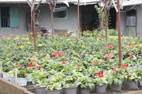 Hoa đồng tiền chuẩn bị cho thị trường Tết. Hoa đồng tiền chuẩn bị cho thị trường Tết.