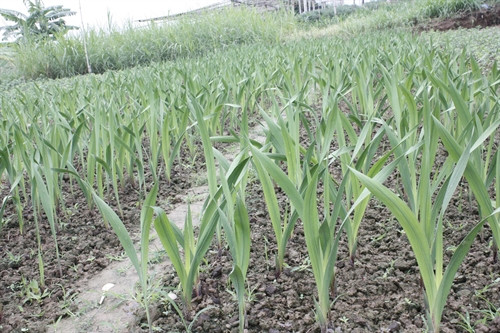 Hoa lay ơn chuẩn bị cho thị trường Tết. Hoa lay ơn chuẩn bị cho thị trường Tết.