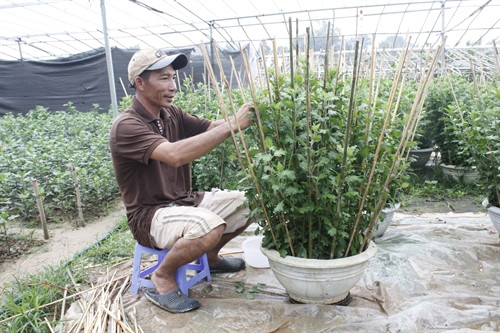 Uốn cành hoa cúc đại đóa. Uốn cành hoa cúc đại đóa.