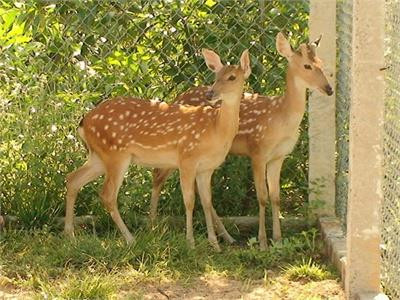 Hươu sao được nuôi nhốt. Ảnh : minh họa