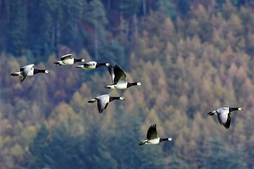 Những chú ngỗng Barnacle bay trên bầu trời Solway, Scotland. Hàng nghìn chú ngỗng Barnacle sẽ trở lại Solway mỗi mùa thu từ nơi làm tổ ở Svalbard Những chú ngỗng Barnacle bay trên bầu trời Solway, Scotland. Hàng nghìn chú ngỗng Barnacle sẽ trở lại Solway mỗi mùa thu từ nơi làm tổ ở Svalbard