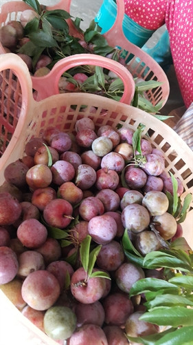 Mận sau thu hái. Mận sau thu hái.
