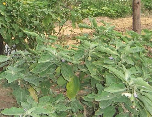 Ruộng cà vụ sớm đang giai đoạn ra hoa đậu quả. Ảnh: nuoitrong123.com