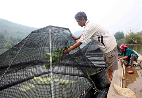 Gia đình ông Vi Quang Phùng, dân tộc Thái, ở bản Nhẵn, xã Thạch Giám, huyện Tương Dương đang cho cá ăn. Hiện gia đình ông đã đầu tư thêm mô hình lồng công nghệ mới nuôi cá. Gia đình ông Vi Quang Phùng, dân tộc Thái, ở bản Nhẵn, xã Thạch Giám, huyện Tương Dương đang cho cá ăn. Hiện gia đình ông đã đầu tư thêm mô hình lồng công nghệ mới nuôi cá.