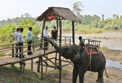 Du khách cho voi ăn mía trong buổi hành trình du lịch trải nghiệm ở Vườn Quốc gia Yok Đôn ( Đắk Lắk)