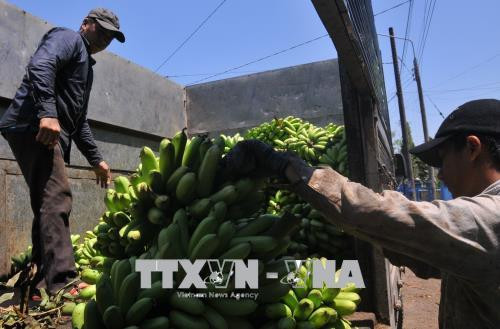 Chuối được vận chuyển lên xe mang đi tiêu thụ. Ảnh: Lê Xuân-TTXVN