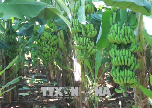 Nhiều vườn chuối đang chuẩn bị vào vụ thu hoạch đã được thương lái bao tiêu từ khi còn non. Ảnh: Lê Xuân-TTXVN