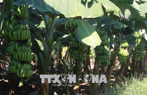 Nhiều vườn chuối đang chuẩn bị vào vụ thu hoạch đã được thương lái bao tiêu từ khi còn non. Ảnh: Lê Xuân-TTXVN