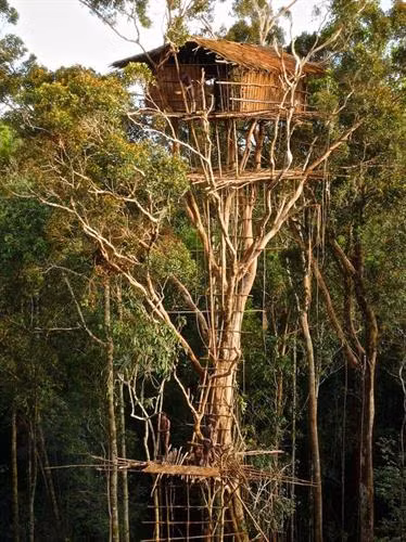 Ngôi nhà trên cây của người Korowai.