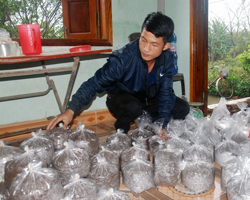 Anh Nguyễn Mạnh Tuấn kiểm tra các bịch nấm trước khi phối giống. Anh Nguyễn Mạnh Tuấn kiểm tra các bịch nấm trước khi phối giống.