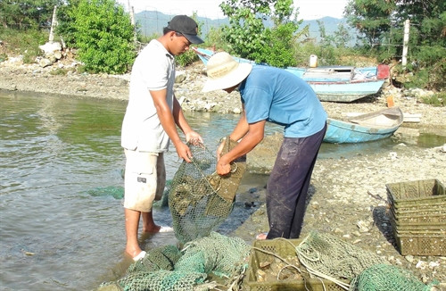 Chuẩn bị đưa hàu đi tiêu thụ.