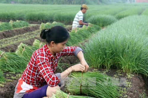 Với 2.000m2 trồng hẹ, mỗi năm vợ chồng chị Nguyễn Thị Loan thu hoạch từ 7-8 lứa, sau khi trừ chi phí cho thu lãi đạt từ 80 – 100 triệu đồng. Ảnh: Trần Thị Thu Hiền – TTXVN Với 2.000m2 trồng hẹ, mỗi năm vợ chồng chị Nguyễn Thị Loan thu hoạch từ 7-8 lứa, sau khi trừ chi phí cho thu lãi đạt từ 80 – 100 triệu đồng. Ảnh: Trần Thị Thu Hiền – TTXVN