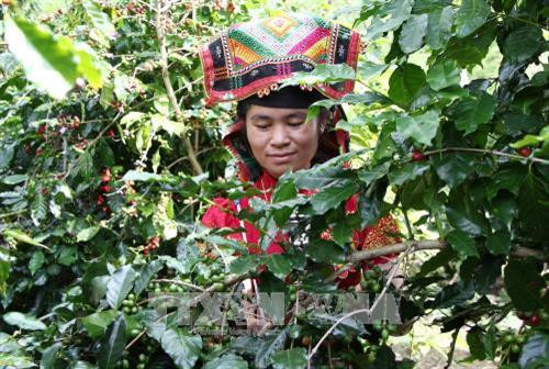 Đại diện một nhà nông đua tài hái cà phê. Ảnh: Nguyễn Cường - TTXVN Đại diện một nhà nông đua tài hái cà phê. Ảnh: Nguyễn Cường - TTXVN