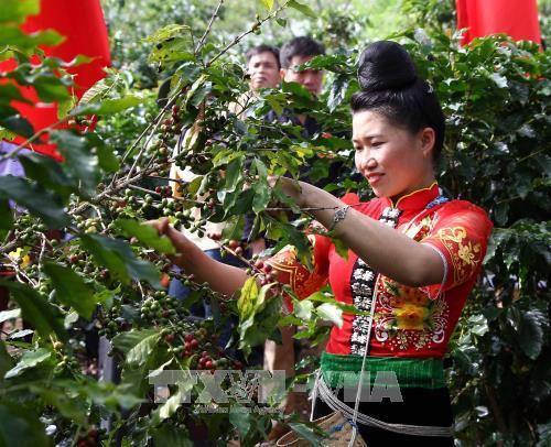 Đại diện một nhà nông đua tài hái cà phê. Ảnh: Nguyễn Cường - TTXVN Đại diện một nhà nông đua tài hái cà phê. Ảnh: Nguyễn Cường - TTXVN