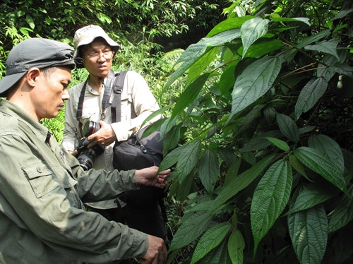 Tiến sĩ Lưu Hồng Trường, Viện Trưởng Viện Sinh thái học miền Nam và đồng nghiệp khảo sát các loài thực vật đặc hữu trong Khu bảo tồn. Tiến sĩ Lưu Hồng Trường, Viện Trưởng Viện Sinh thái học miền Nam và đồng nghiệp khảo sát các loài thực vật đặc hữu trong Khu bảo tồn.