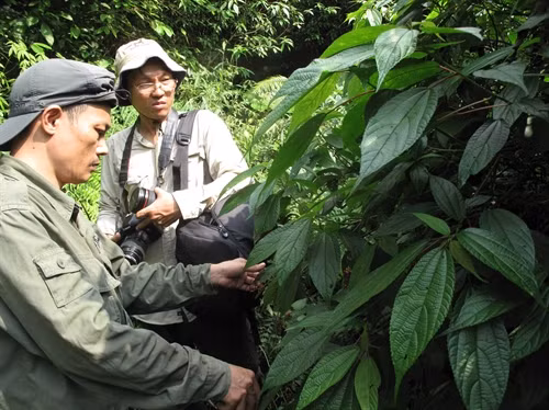 Tiến sĩ Lưu Hồng Trường, Viện Trưởng Viện Sinh thái học miền Nam và đồng nghiệp khảo sát các loài thực vật đặc hữu trong Khu bảo tồn. Tiến sĩ Lưu Hồng Trường, Viện Trưởng Viện Sinh thái học miền Nam và đồng nghiệp khảo sát các loài thực vật đặc hữu trong Khu bảo tồn.
