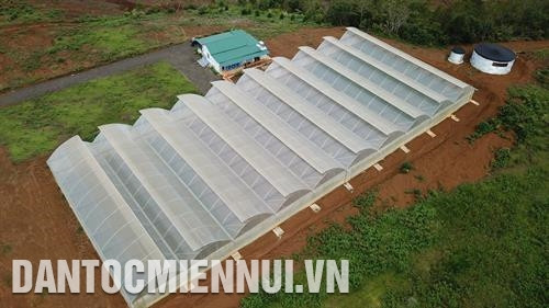 Toàn cảnh khu vực trồng cây dược liệu giống của Công ty Việt Khang Nông, huyện Kon Plông. Ảnh: Hoàng Hà