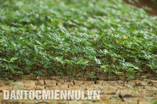 Toàn huyện hiện có gần 71 ha cây dược liệu quý như: đảng sâm (sâm dây), sâm đương quy, sa nhân, đinh lăng.... Ảnh: Hoàng Hà