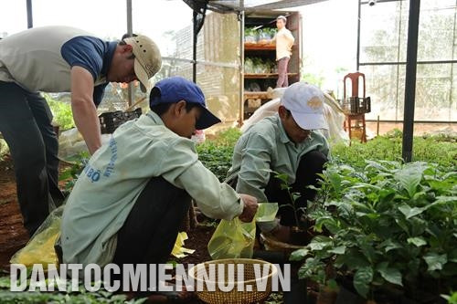 Được hỗ trợ giống, phân bón và đầu ra cho sản phẩm, đồng bào yên tâm trồng cây dược liệu. Ảnh: Hoàng Hà