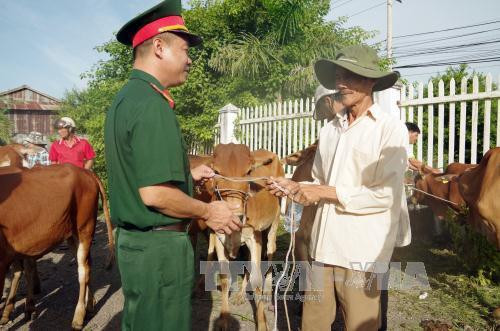 Cán bộ Đoàn Kinh tế quốc phòng 915 trao bò giống cho hộ dân nghèo dân tộc Khmer, huyện Giang Thành. Ảnh: Lê Sen – TTXVN Cán bộ Đoàn Kinh tế quốc phòng 915 trao bò giống cho hộ dân nghèo dân tộc Khmer, huyện Giang Thành. Ảnh: Lê Sen – TTXVN