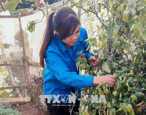 Đội viên Lường Thị Diên, đảm nhận cương vị Phó Bí thư Đoàn xã Phìn Hồ (huyện Nậm Pồ), đang kiểm tra, chăm sóc vườn rau xanh. Ảnh: Xuân Tiến - TTXVN Đội viên Lường Thị Diên, đảm nhận cương vị Phó Bí thư Đoàn xã Phìn Hồ (huyện Nậm Pồ), đang kiểm tra, chăm sóc vườn rau xanh. Ảnh: Xuân Tiến - TTXVN