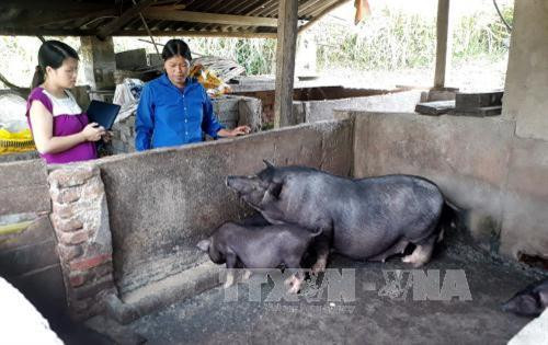 Năm 2012, tỉnh Bắc Kạn tuyển chọn 22 trí thức trẻ có trình độ đại học về làm Phó Chủ tịch UBND của 22 xã nghèo thuộc hai huyện đặc biệt khó khăn là Ba Bể và Pác Nặm. Trải qua 5 năm, các trí thức trẻ đã thực hiện tốt chức năng, nhiệm vụ được giao. Sau khi kết thúc dự án, các trí thức trẻ đã được bố trí, sắp xếp vào những vị trí phù hợp để tiếp tục cống hiến sức trẻ giúp các địa phương thoát nghèo. Trong ảnh: Chị Lý Thị Huyền, Chủ tịch Hội Nông dân xã Cao Tân, hướng dẫn bà con cách chăm sóc đàn lợn. Ảnh: Đức Hiếu - TTXVN